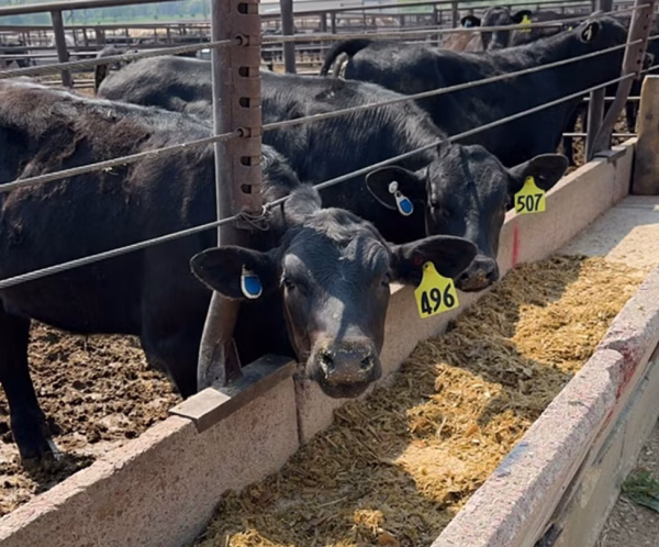 w-02086-dairy-beef-steers